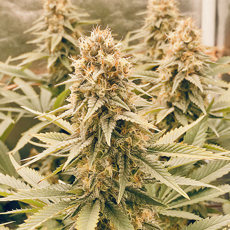 Power Plant - Dutch Passion Power Plant - Dutch Passion