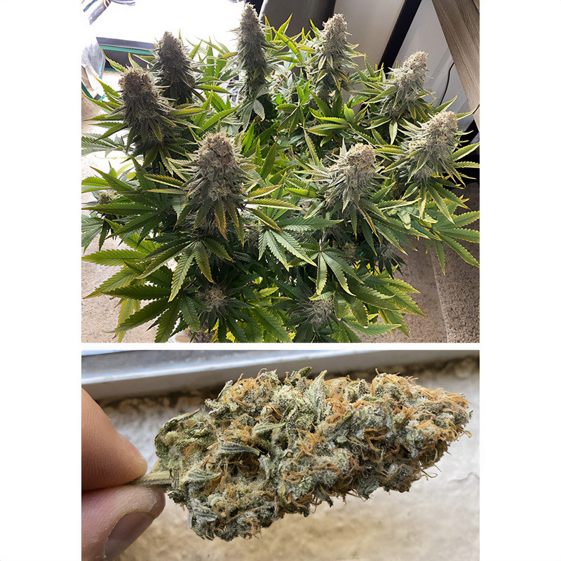 Power Plant - Dutch Passion Power Plant - Dutch Passion