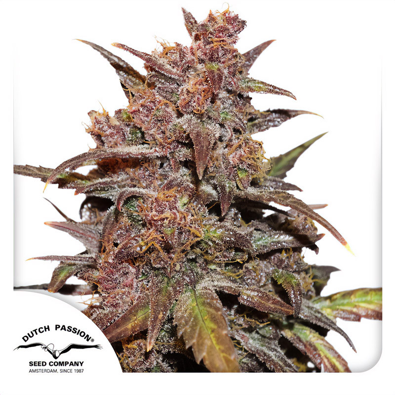 CBD Auto Blackberry Kush - Dutch Passion CBD Auto Blackberry Kush - Dutch Passion