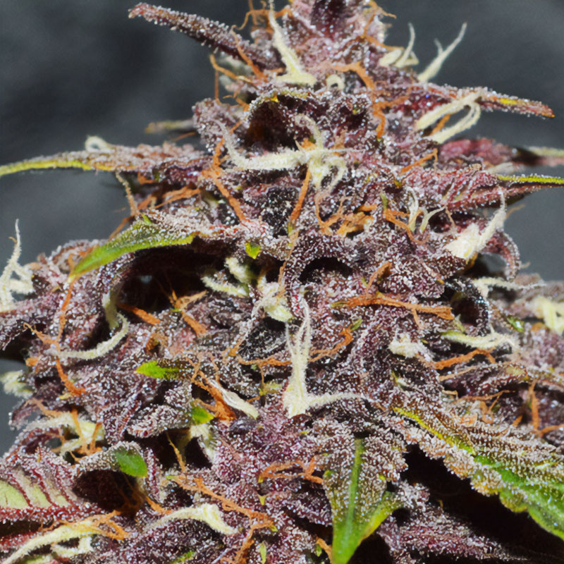 CBD Auto Blackberry Kush - Dutch Passion CBD Auto Blackberry Kush - Dutch Passion