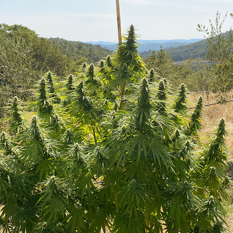 Charlotte's Angel CBD - Dutch Passion Charlotte's Angel CBD - Dutch Passion