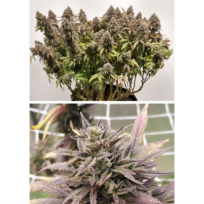 Charlotte's Angel CBD - Dutch Passion Charlotte's Angel CBD - Dutch Passion