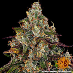 Amnesia Lemon de Barney's Farm