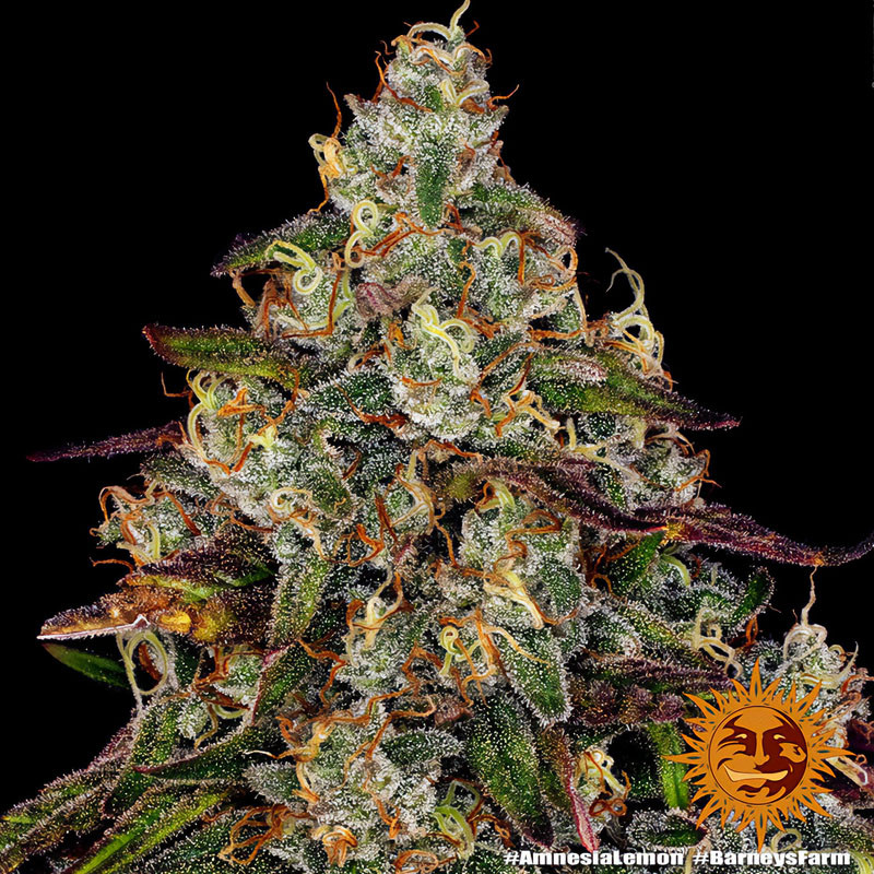 Amnesia Lemon Strain - Barney's Farm Amnesia Lemon Strain - Barney's Farm