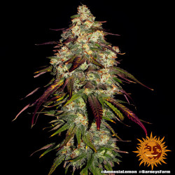 Amnesia Lemon de Barney's Farm