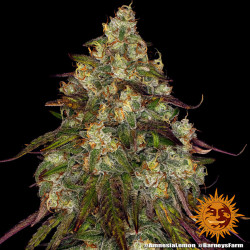 Amnesia Lemon de Barney's Farm