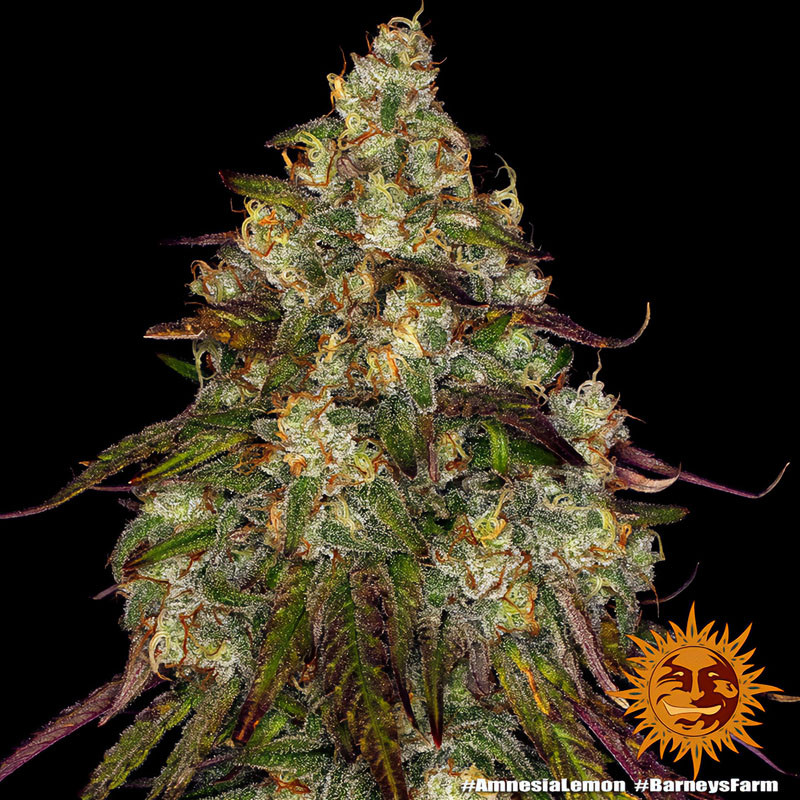Amnesia Lemon Strain - Barney's Farm Amnesia Lemon Strain - Barney's Farm