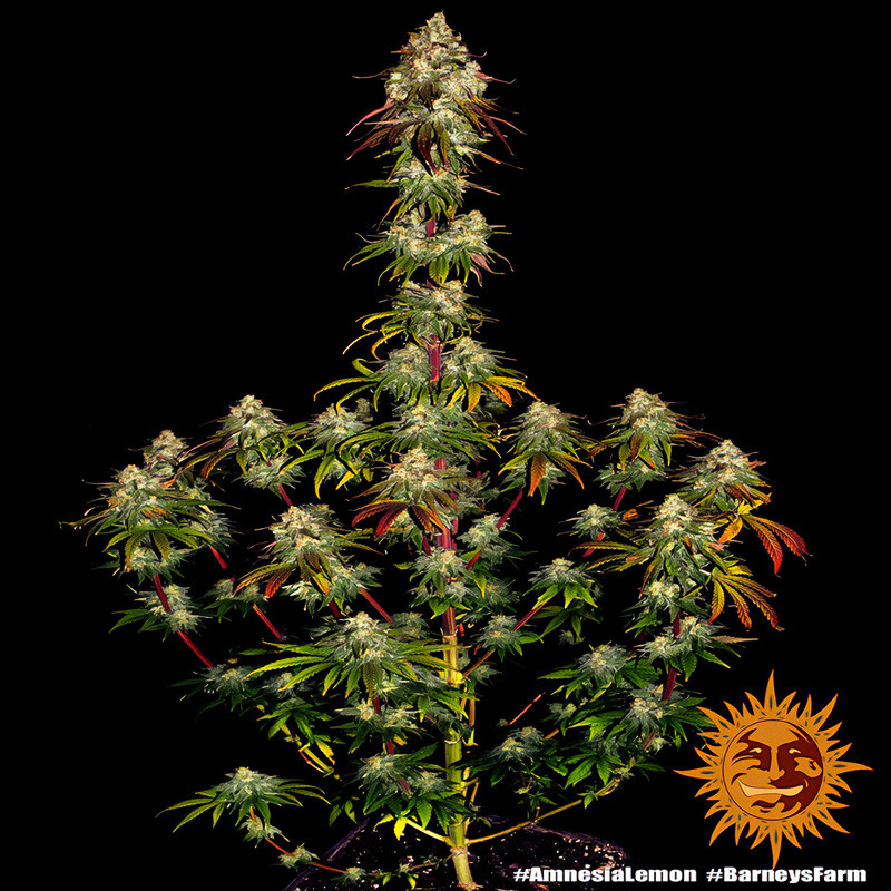 Amnesia Lemon - Barney's Farm Amnesia Lemon - Barney's Farm