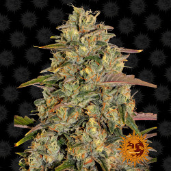 Amnesia Lemon de Barney's Farm