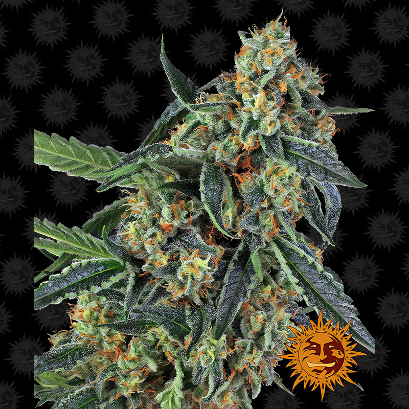 Cookies Kush - Barney's Farm Cookies Kush - Barney's Farm