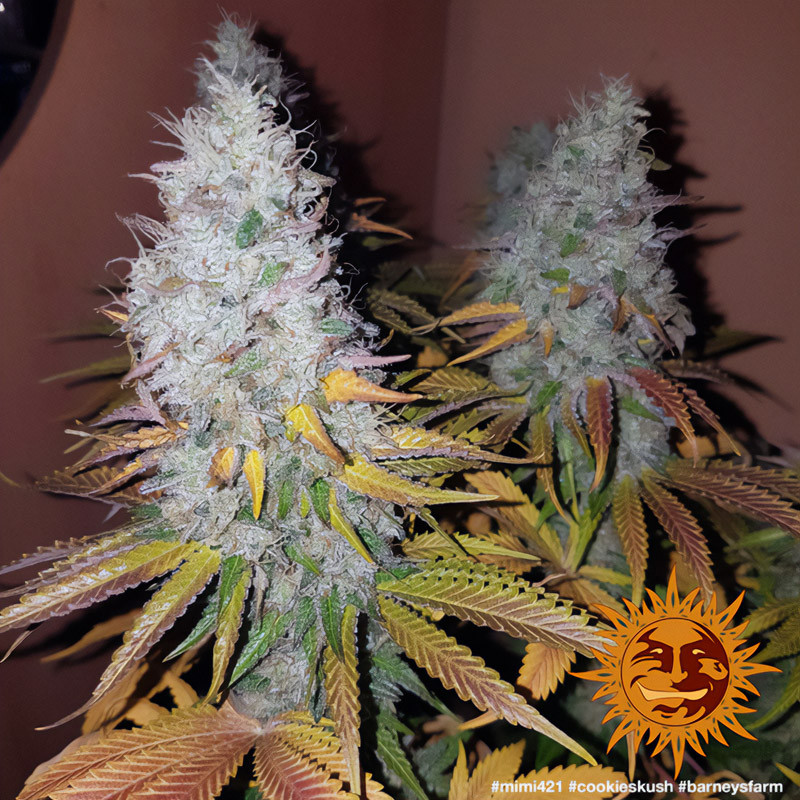 Cookies Kush - Barney's Farm Cookies Kush - Barney's Farm