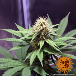Cookies Kush de Barney's Farm