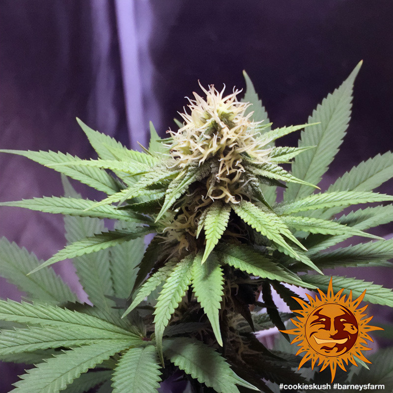 Cookies Kush - Barney's Farm Cookies Kush - Barney's Farm