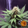 Cookies Kush Strain - Barney's Farm