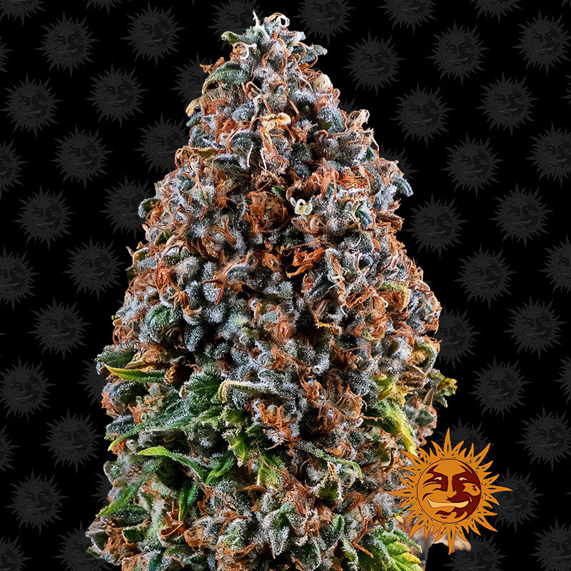 Critical Kush - Barney's Farm Critical Kush - Barney's Farm