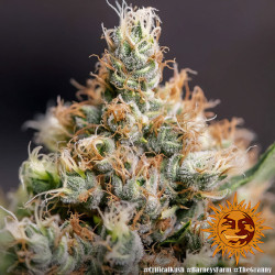 Critical Kush de Barney's Farm