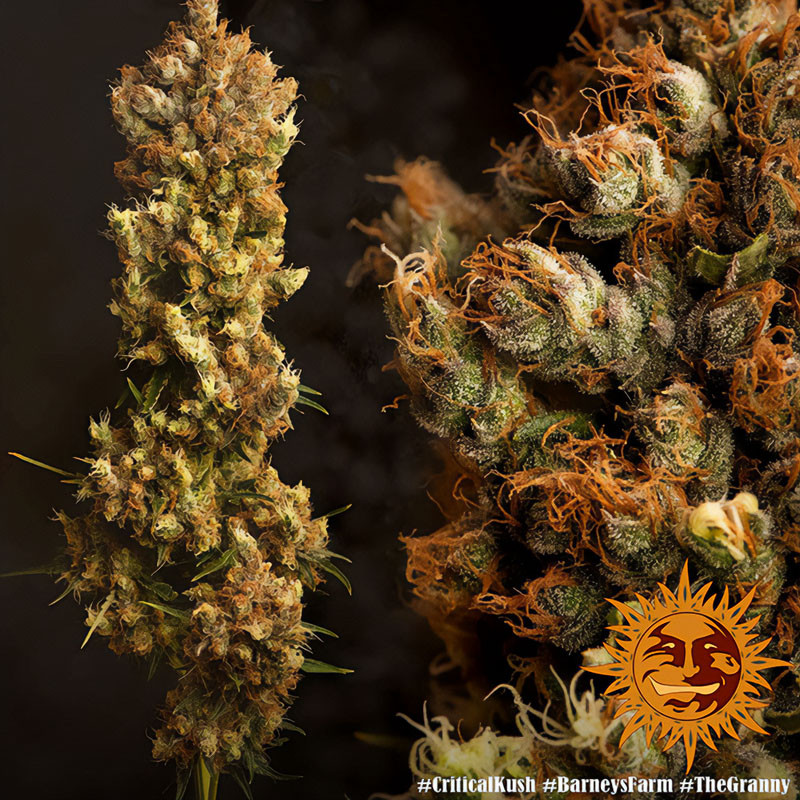 Critical Kush - Barney's Farm Critical Kush - Barney's Farm