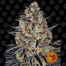 Bud de LSD de Barney's Farm