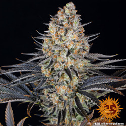 Floraison de la LSD de Barney's Farm