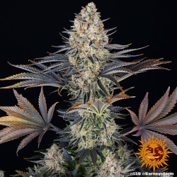 Culture de la LSD de Barney's Farm