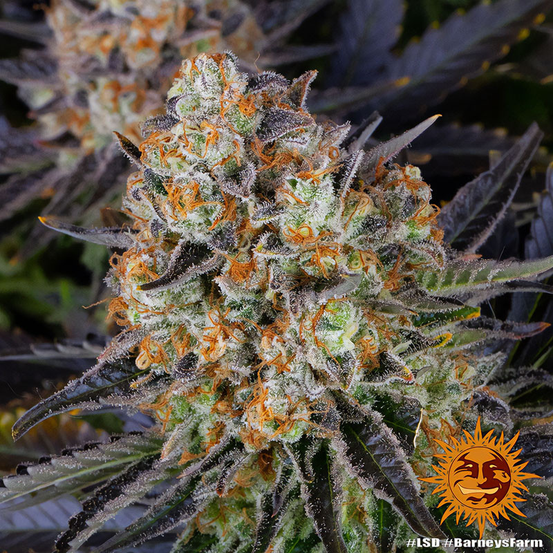 LSD Strain - Barney's Farm LSD Strain - Barney's Farm