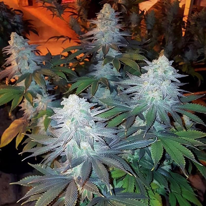 Girl Scout Cookies Strain - MDLG Seeds Girl Scout Cookies Strain - MDLG Seeds