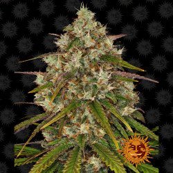 Liberty Haze de Barney's Farm