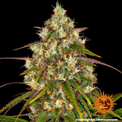 Liberty Haze de Barney's Farm