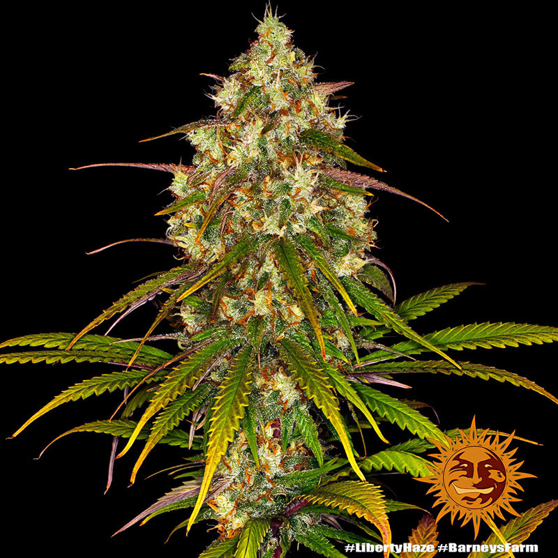 Liberty Haze - Barney's Farm