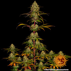 Liberty Haze de Barney's Farm