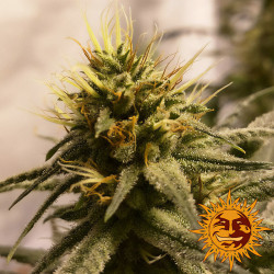 Pineapple Chunk de Barney's Farm