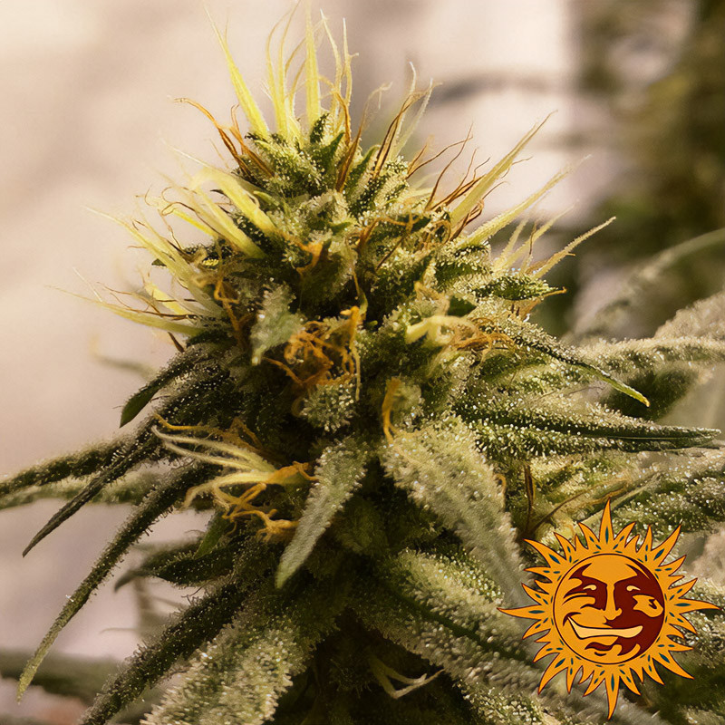 Pineapple Chunk - Barney's Farm Pineapple Chunk - Barney's Farm