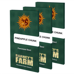 Pineapple Chunk de Barney's Farm