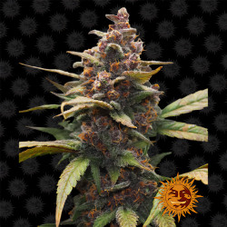 Ayahuasca Purple de Barney's Farm