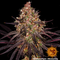 Ayahuasca Purple de Barney's Farm en floraison