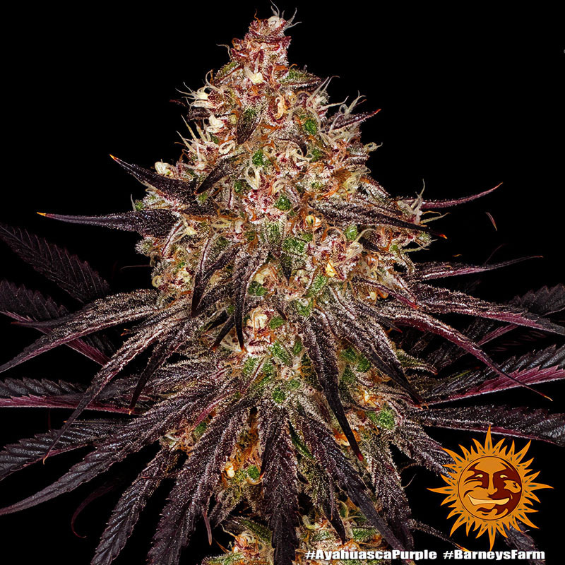 Ayahuasca Purple Strain - Barney's Farm