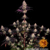 Ayahuasca Purple Strain - Barney's Farm
