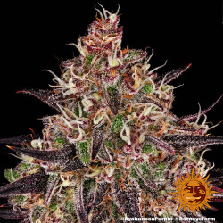 Ayahuasca Purple de Barney's Farm