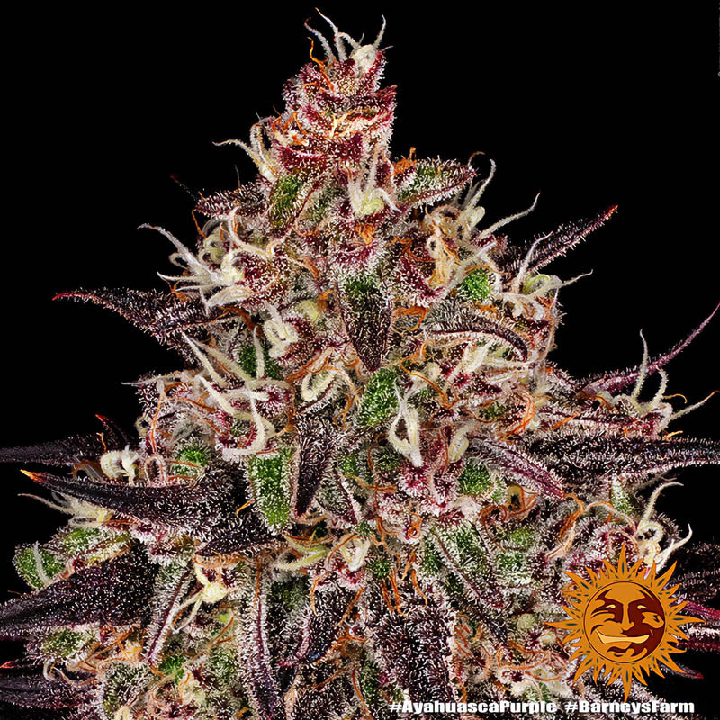 Ayahuasca Purple Strain - Barney's Farm