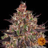 Ayahuasca Purple Strain - Barney's Farm