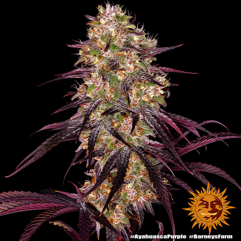 Ayahuasca Purple Strain - Barney's Farm