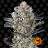 Dos-Si-Dos 33 Strain - Barney's Farm