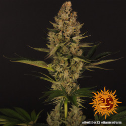 Dos-Si-Dos 33 de Barney's Farm en floraison