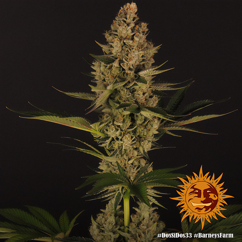 Dos-Si-Dos 33 Strain - Barney's Farm Dos-Si-Dos 33 Strain - Barney's Farm