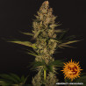 Dos-Si-Dos 33 Strain - Barney's Farm