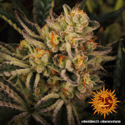 Trichromes de la Dos-Si-Dos 33 de Barney's Farm