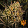 Dos-Si-Dos 33 - Barney's Farm