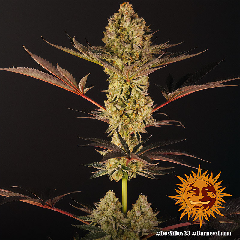 Dos-Si-Dos 33 Strain - Barney's Farm Dos-Si-Dos 33 Strain - Barney's Farm