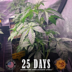 Les feuilles de la Gorilla Glue Auto de Barney's Farm