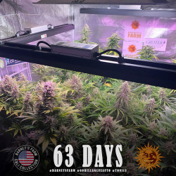 Gorilla Glue Auto de Barney's Farm sous LED